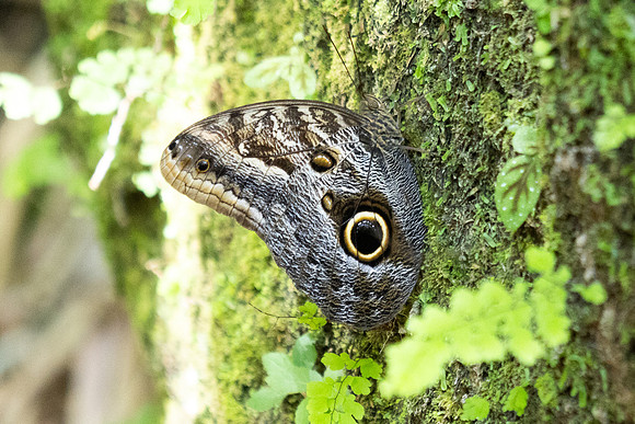 Caligo brasiliensis-3654- Minca - 18/07/25