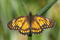 Chlosyne theona-3521- Minca - 18/07/25