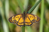 Chlosyne theona-3528 - Minca - 18/07/25