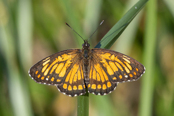 Chlosyne theona-3528 - Minca - 18/07/25