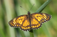 Chlosyne theona-3516 - Minca - 18/07/25