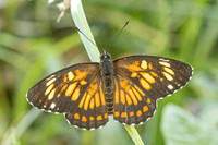 Chlosyne theona