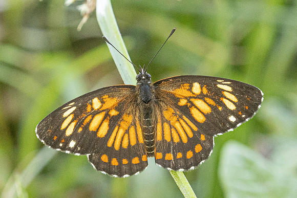 Chlosyne theona-2315- Minca - 18/07/25
