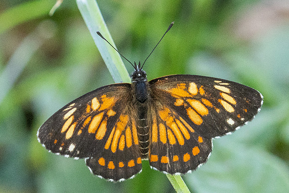 Chlosyne theona-2312- Minca - 18/07/25