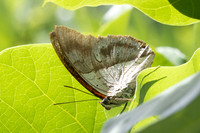 Prepona laertes-2901