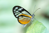 Hypoleria lavinia