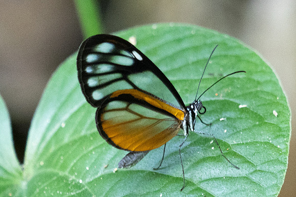 Hypoleria lavinia-0905