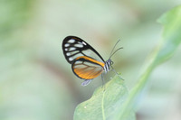 Hypoleria lavinia-0925