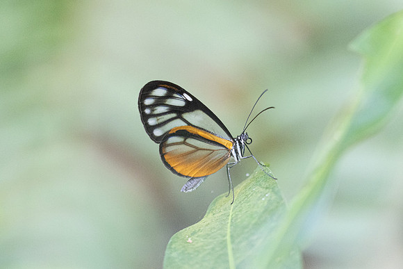 Hypoleria lavinia-0925