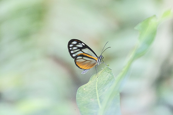 Hypoleria lavinia-0928