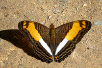 Adelpha boeotia