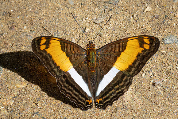 Adelpha boeotia-1243 - Minca - 16/07/25