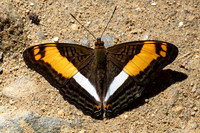 Adelpha boeotia-1268 - Minca - 16/07/25