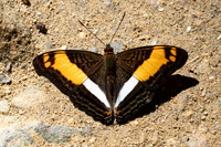 Adelpha boeotia-1276 - Minca - 16/07/25