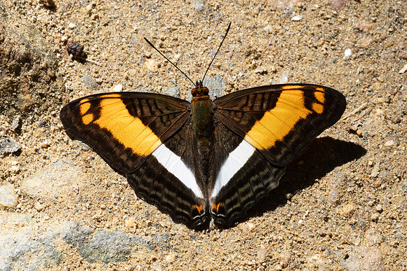 Adelpha boeotia-1276 - Minca - 16/07/25