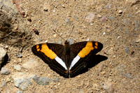 Adelpha boeotia-1271 - Minca - 16/07/25
