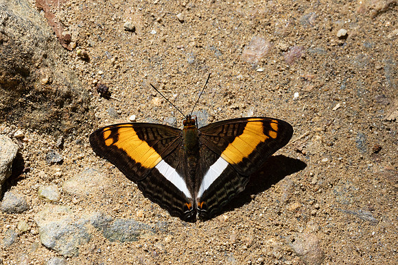 Adelpha boeotia-1271 - Minca - 16/07/25