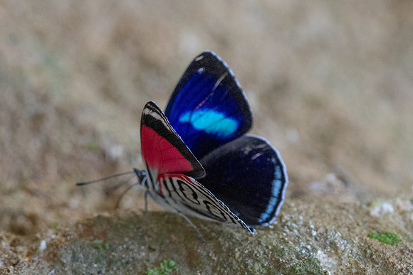 Diaethria gabaza-4887