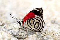 Diaethria gabaza
