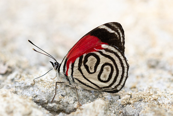 Diaethria gabaza-4855-2 - Minca - 19/07/25