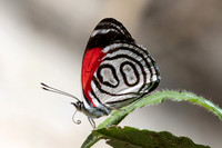 Diaethria gabaza-4813 - Minca - 19/07/25