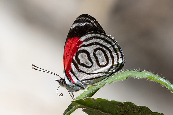 Diaethria gabaza-4813 - Minca - 19/07/25