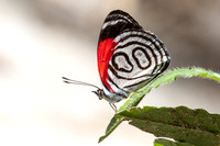 Diaethria gabaza-4811 - Minca - 19/07/25