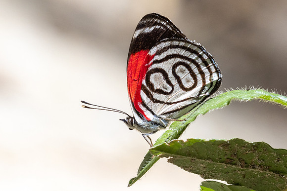 Diaethria gabaza-4811 - Minca - 19/07/25