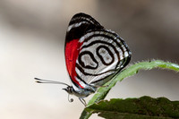 Diaethria gabaza - Minca - 19/07/25