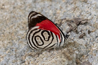Diaethria gabaza-4792- Minca - 19/07/25