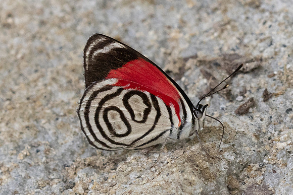 Diaethria gabaza-4792- Minca - 19/07/25