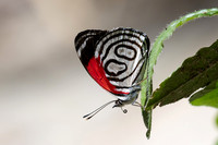 Diaethria gabaza-4800 - Minca - 19/07/25