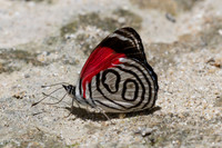 Diaethria gabaza-4684- Minca - 19/07/25