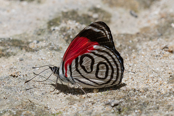 Diaethria gabaza-4684- Minca - 19/07/25