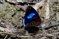 Diaethria gabaza-4668 - Minca - 19/07/25