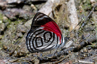 Diaethria gabaza-4667 - Minca - 19/07/25