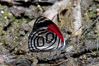 Diaethria gabaza-4671- Minca - 19/07/25