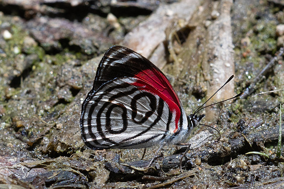 Diaethria gabaza-4671- Minca - 19/07/25