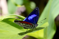 Diaethria gabaza-4647 - Minca - 19/07/25