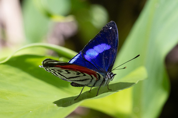 Diaethria gabaza-4647 - Minca - 19/07/25