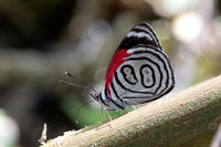 Diaethria gabaza-4368 - Minca - 19/07/25