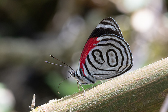 Diaethria gabaza-4368 - Minca - 19/07/25