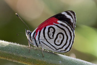 Diaethria gabaza-4335 - Minca - 19/07/25