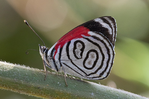 Diaethria gabaza-4335 - Minca - 19/07/25