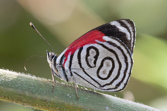 Diaethria gabaza-4334 - Minca - 19/07/25