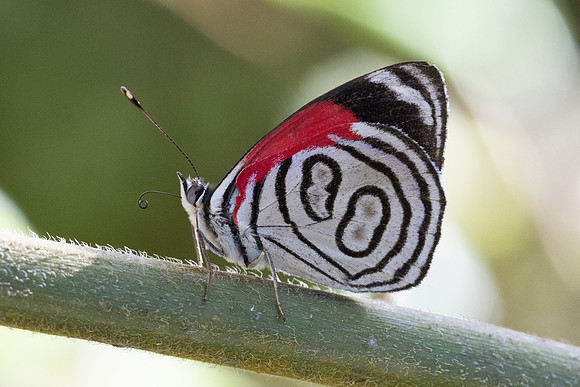 Diaethria gabaza-4332 - Minca - 19/07/25