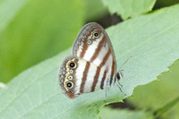 Euptychia pegasus-3395