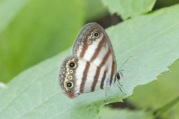 Euptychia pegasus-3395
