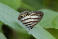 Euptychia pegasus-3400