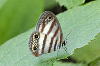 Euptychia pegasus-3392
